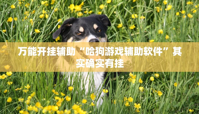 万能开挂辅助“哈狗游戏辅助软件”其实确实有挂