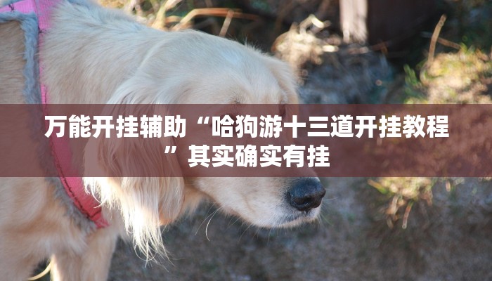 万能开挂辅助“哈狗游十三道开挂教程”其实确实有挂
